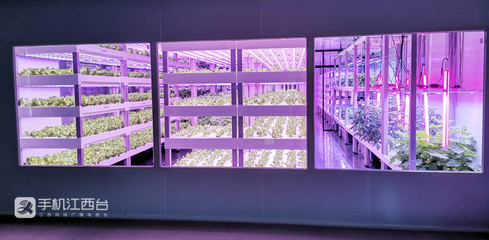 江西力源農業 創新模式，將農場“建在”超市，家門口的新鮮體驗